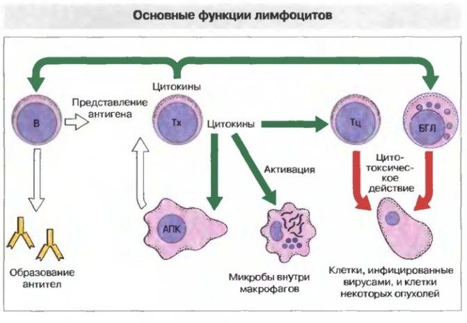 Лимфоцитоз
