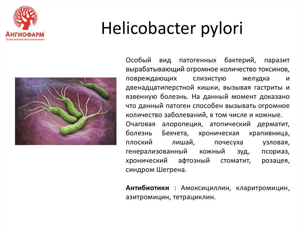 Bacteria helicobacter contagio