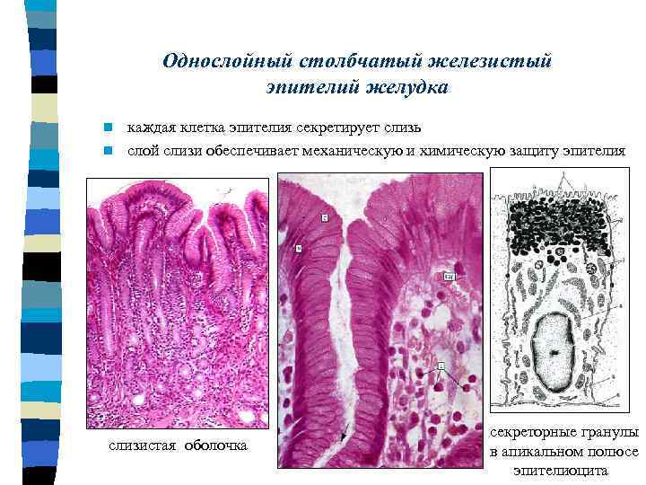 Обкладочные клетки желез желудка вырабатывают | tsitologiya.su