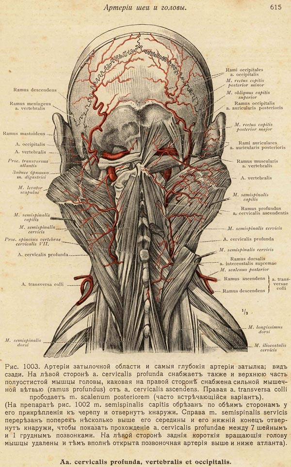 В области затылка и шеи. Мышцы основания черепа.
