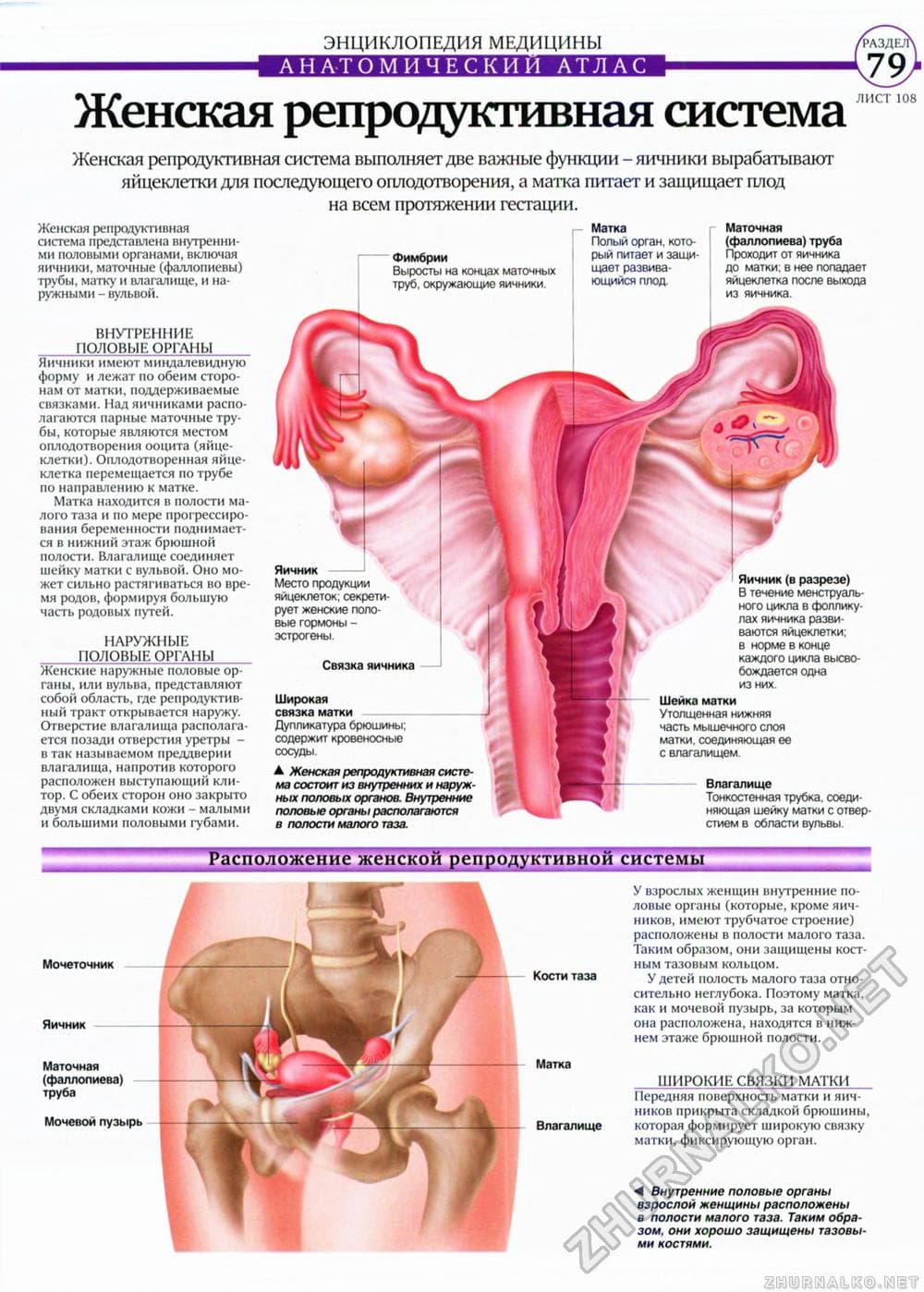 Глава 02. анатомия и физиология женских половых органов