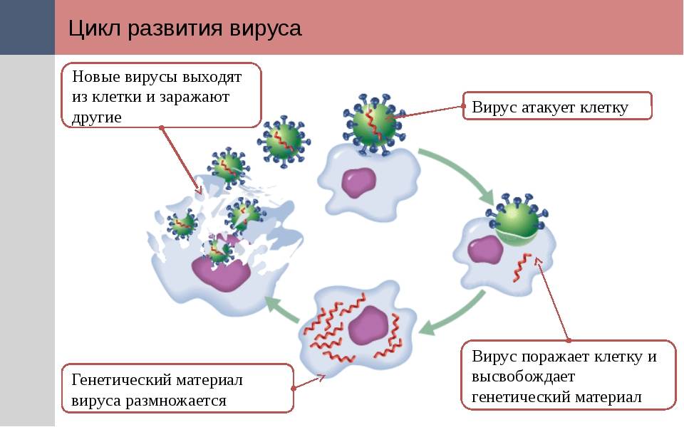 Осложнения после коронавируса у выздоровевших