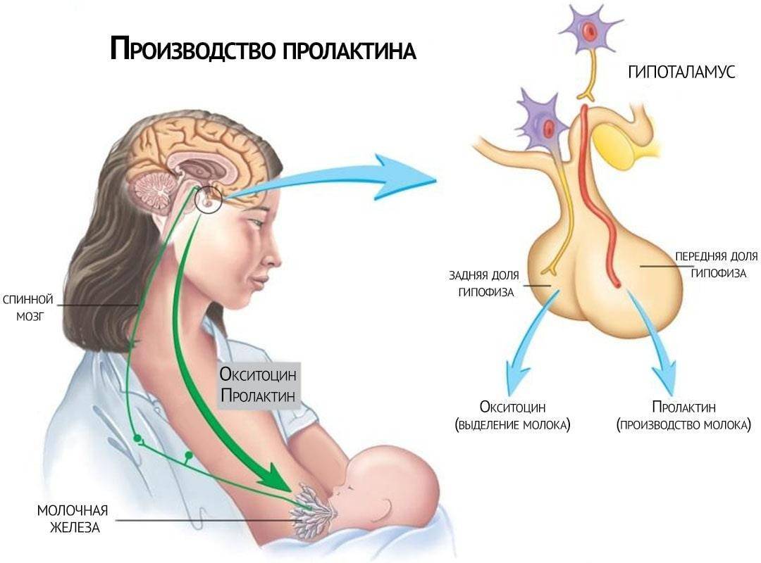 Беременность и пролактин. влияние гормона на возможность зачатия и процесс вынашивания ребенка