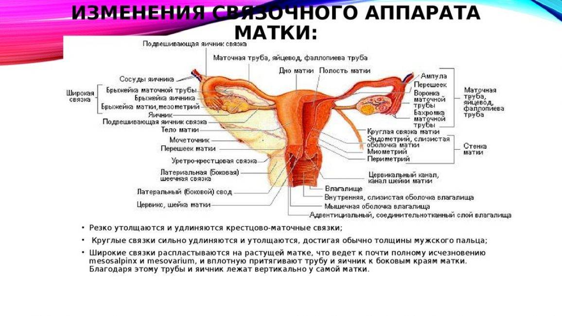 Анатомия матки женщины: как выглядит, строение, фото