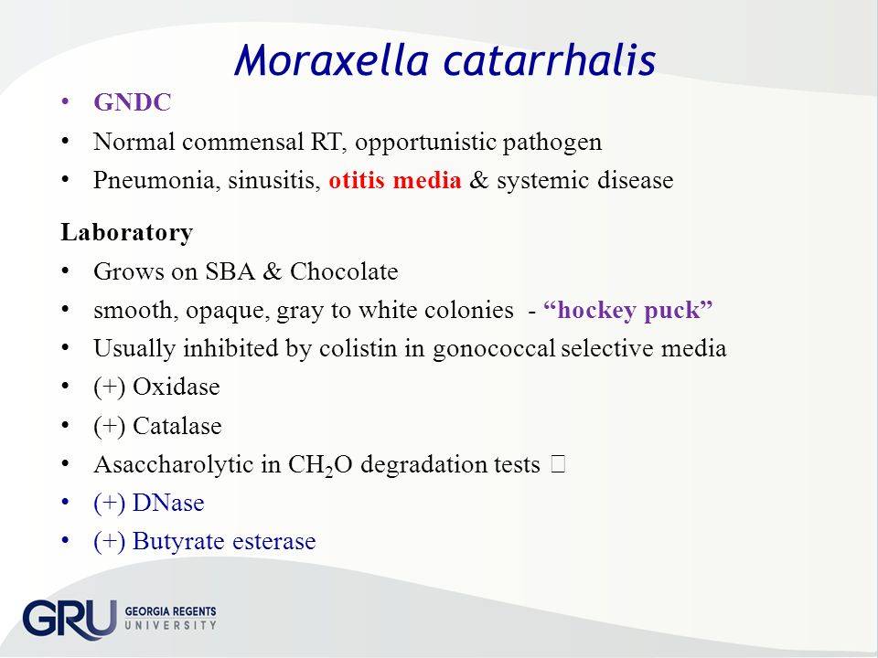 Moraxella catarrhalis - вопрос педиатру - 03 онлайн