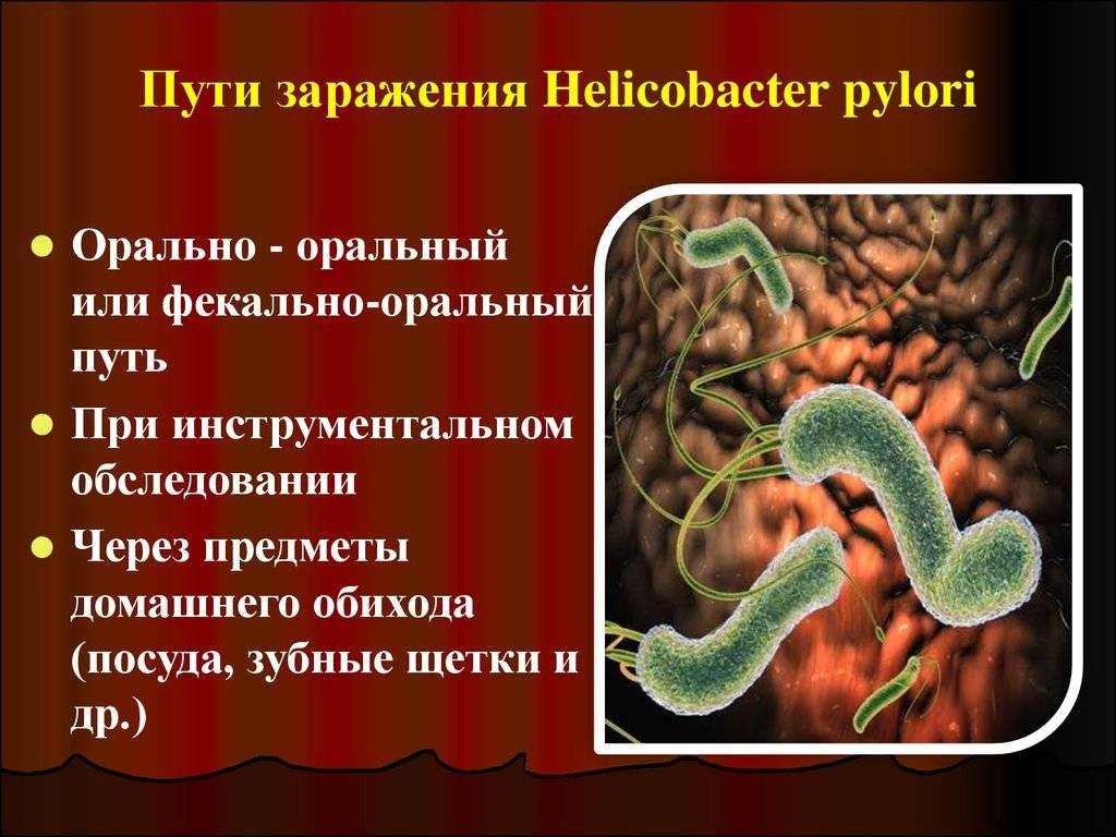 Бактерия при гастрите helicobacter pylori: причины и лечение патологии