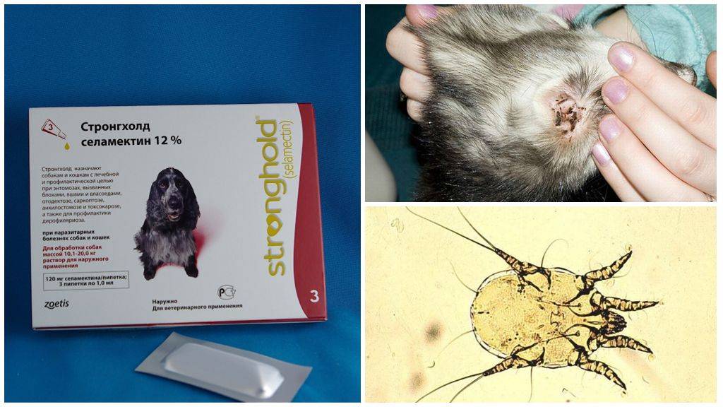 Чем лечить коросты в ушах у кролика от ушного клеща (psoroptes cuniculi), народные средства и препараты
