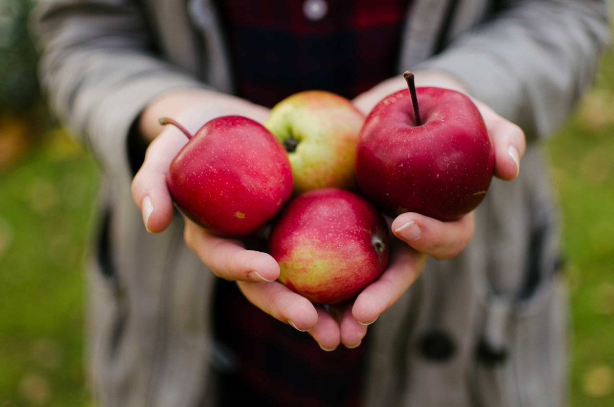 Можно ли есть яблоки при гастрите - или печёные яблоки с повышенной кислотностью