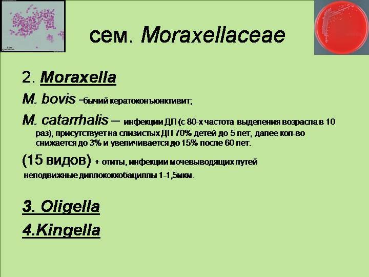 Моракселла, moraxella cataralis: что это, диагностика и лечение