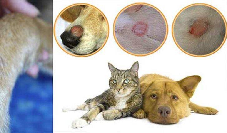 Дерматомикоз у собак: пути заражения, симптомы, лечение и профилактика