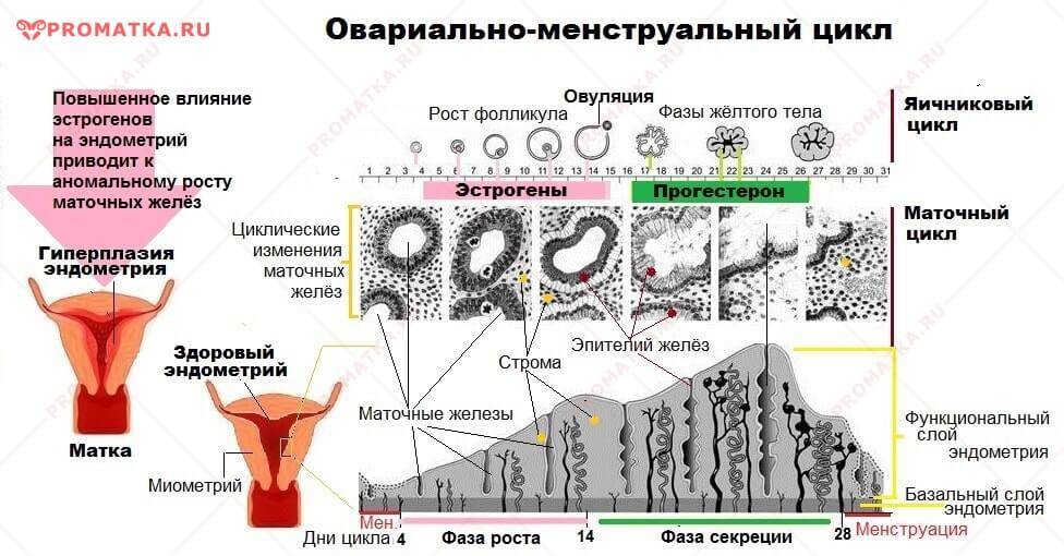 Эндометрий поздней стадии фазы секреции