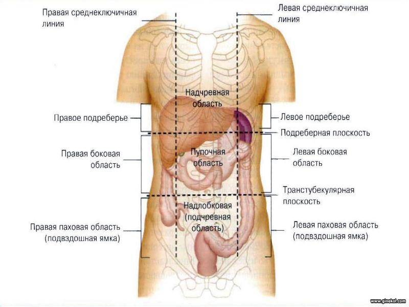 Боль в левом боку: что болит в животе слева покажет узи