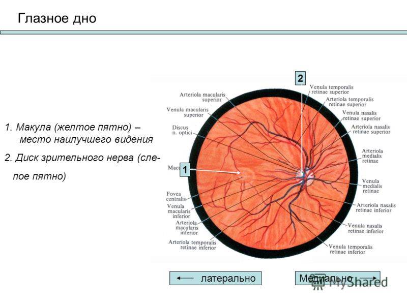 Норма глазного дна. Сосуды глазного дна схема. Осмотр глазного дна норма. Макула и диск зрительного нерва. Глазное дно сетчатка глаза анатомия.