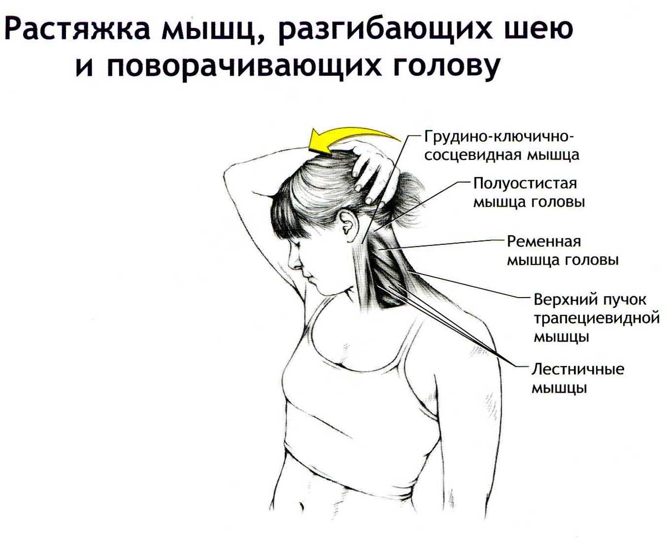 Сильно тянет правую. Растяжка мышц разгибающих шею. Растяжка мышц разгибающих шею и поворачивающих голову. Упражнение наклоны головы. Упражнения для шеи.