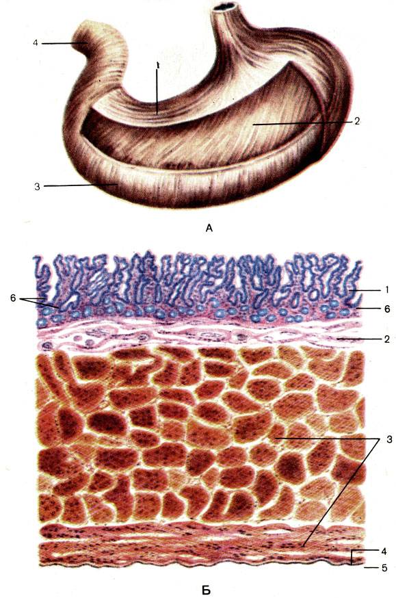 Гладкая мускулатура подслизистая основа слизистая оболочка. Слои мышечной оболочки желудка. Мышечная оболочка желудка анатомия. Слизистая подслизистая оболочки желудка. Послойное строение желудка.