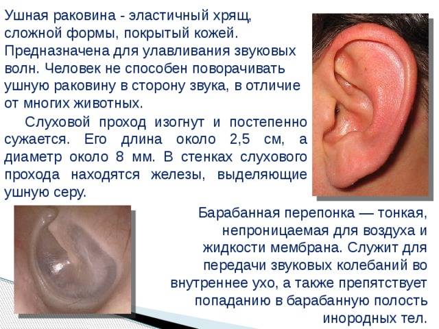 Что делать, если болит ухо снаружи? : labuda.blog
что делать, если болит ухо снаружи? — «лабуда» информационно-развлекательный интернет журнал