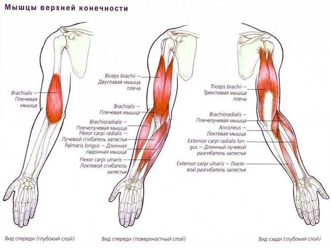 Боль в мышцах рук и ее лечение