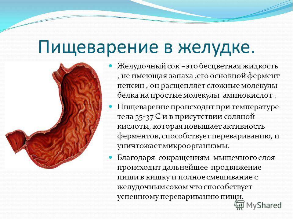 Строение желудка пищеварение в желудке