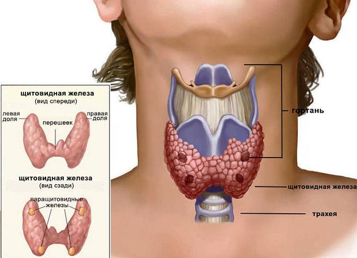 Симптомы заболевания щитовидной железы