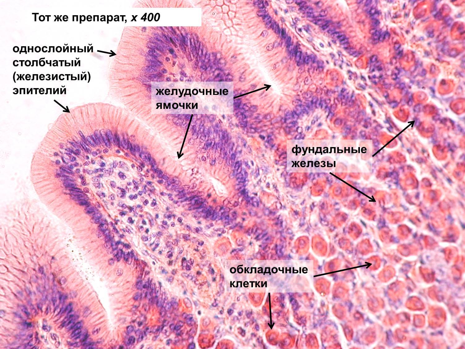Гистология.mp3 - эпителиальные ткани (часть 3)