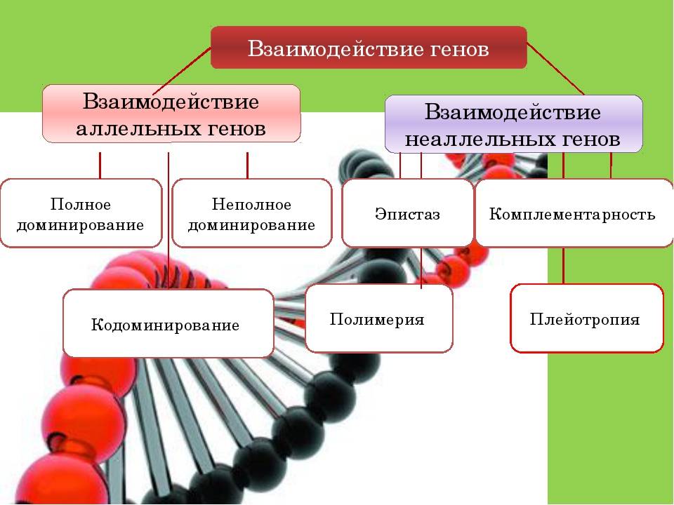 Взаимодействие неаллельных генов: комплементарность, эпистаз и полимерия, таблица с примерами