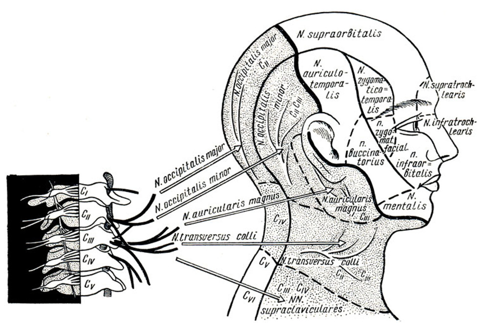 Боль в левой части затылка. Зона иннервации затылочного нерва. Иннервация головы схема. Иннервация кожи головы и шеи схема. Иннервация затылочного нерва схема.