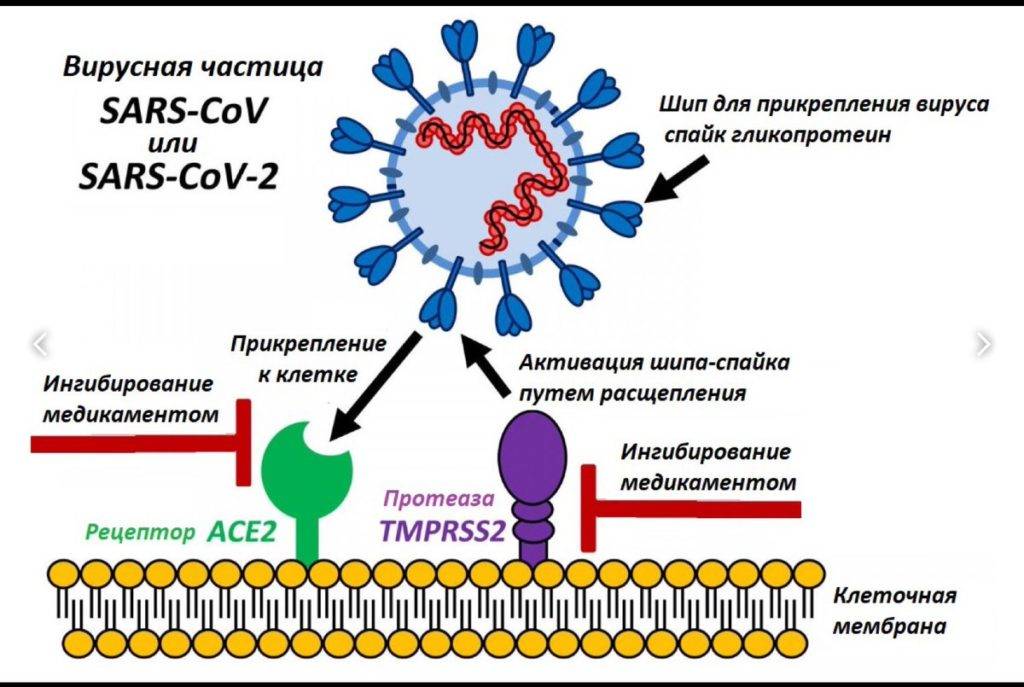 Коронавирус (коронавирусная инфекция): возбудитель и патогенность, симптомы, лечение, осложнения