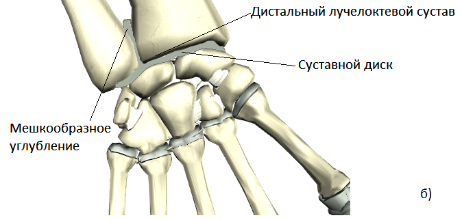 Лучезапястный сустав — анатомия, строение, функции (с фото)