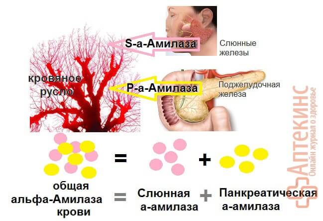 Определение альфа-амилазы в крови