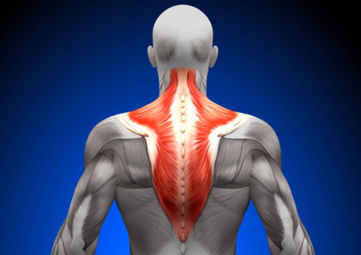 Почему болят мышцы шеи