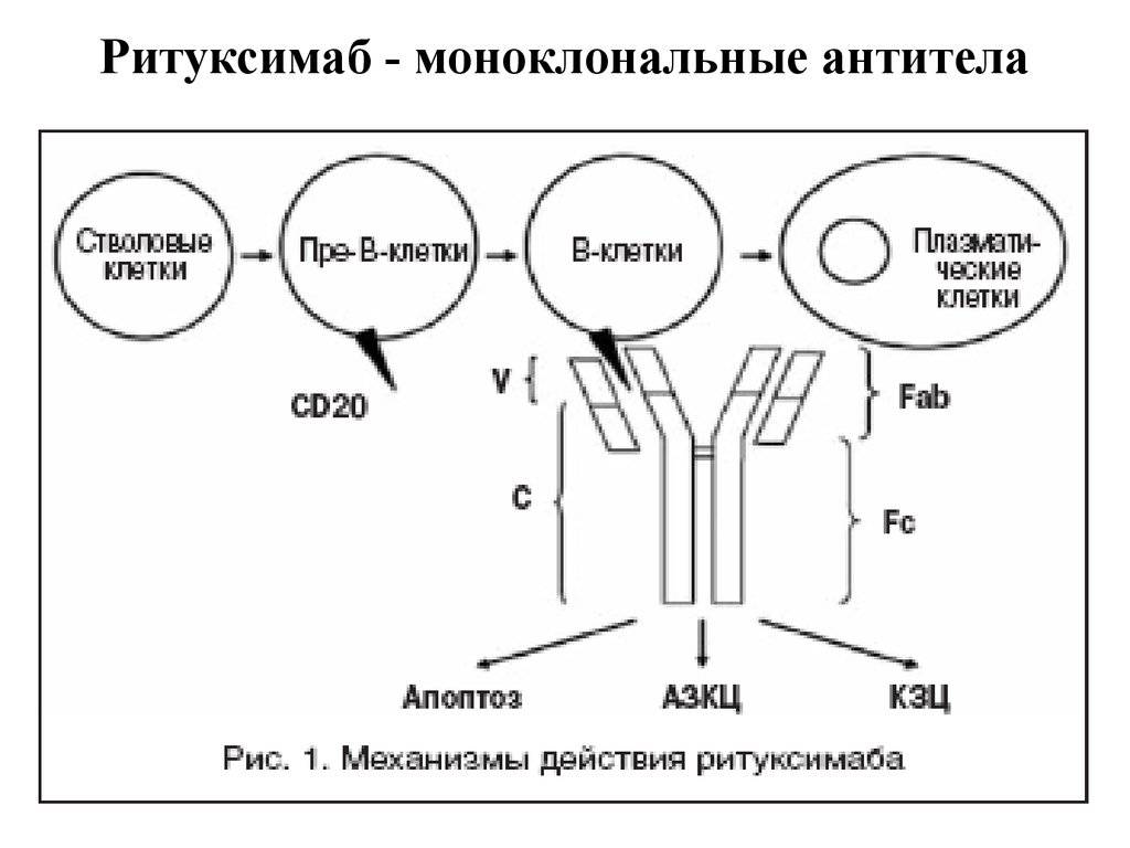 Моноклональные антитела от ревматоидного артрита