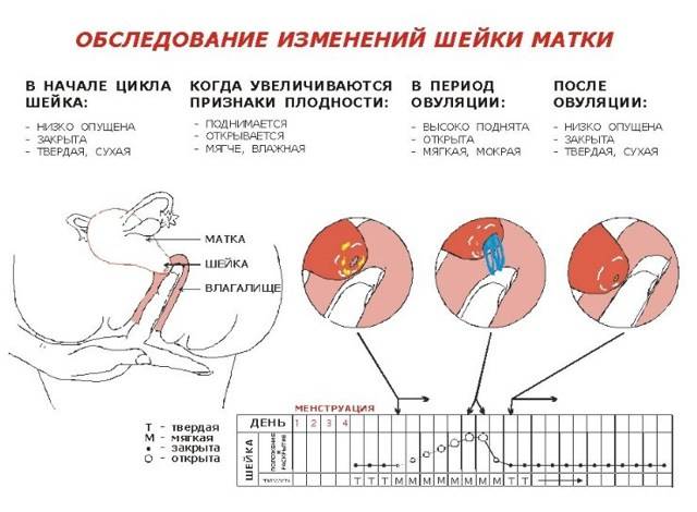 Болит голова при овуляции: причины, лечение - ovulyacia.ru