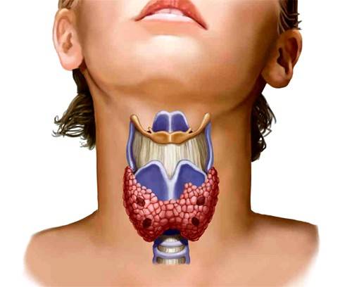 Первые симптомы проблемы с щитовидной железой у женщин