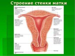 Строение матки женщины - как выглядит орган внутри тела? | анатомия
где расположена матка у девушек? | анатомия