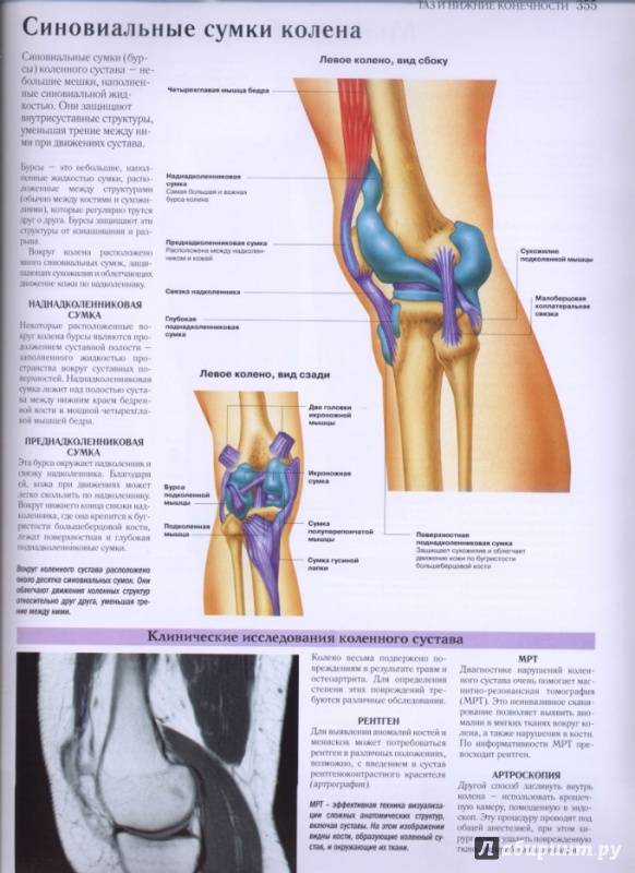 Причины, клиника и лечение анзеринового бурсита колена