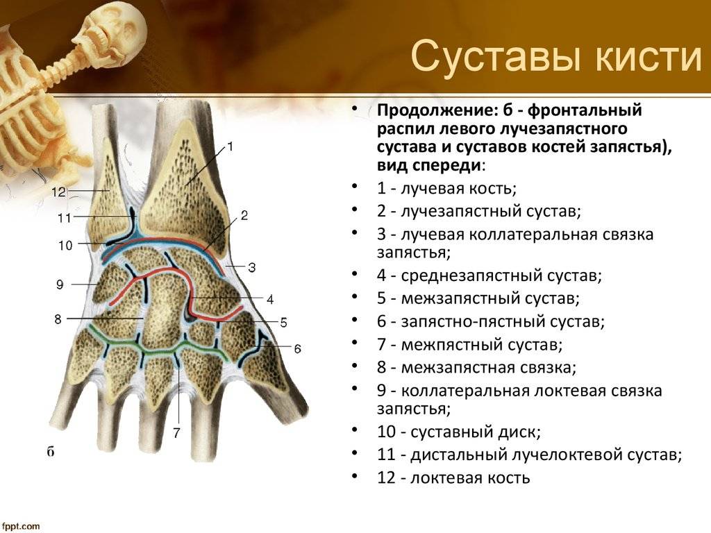 Лучевая кость. строение лучевой кости. | анатомия в картинках. атлас анатомии человека онлайн. строение человека.
