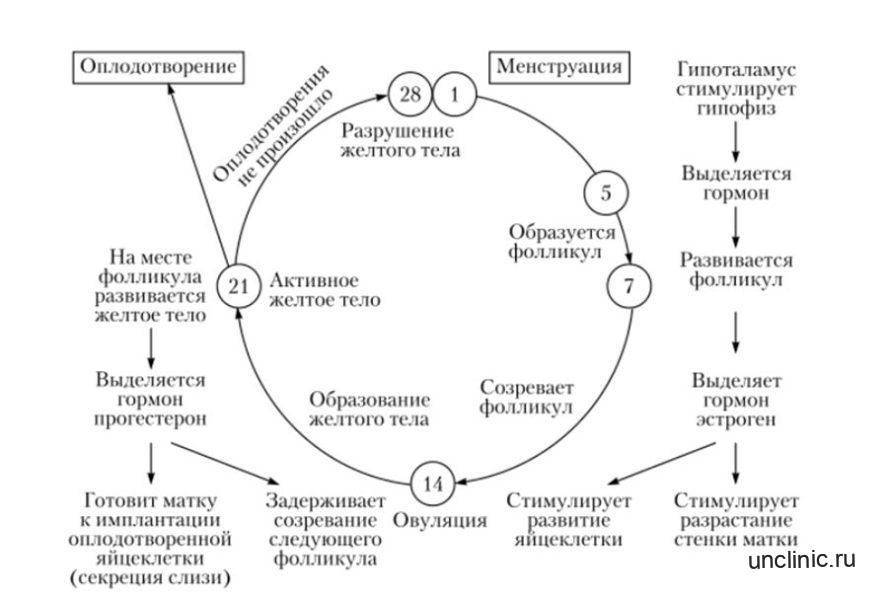 Схема менструационного цикла