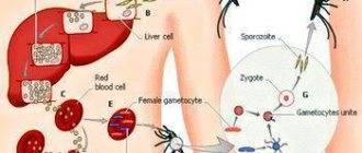 Chlamydia trachomatis: характеристика, анализы, симптомы у женщин и мужчин, лечение