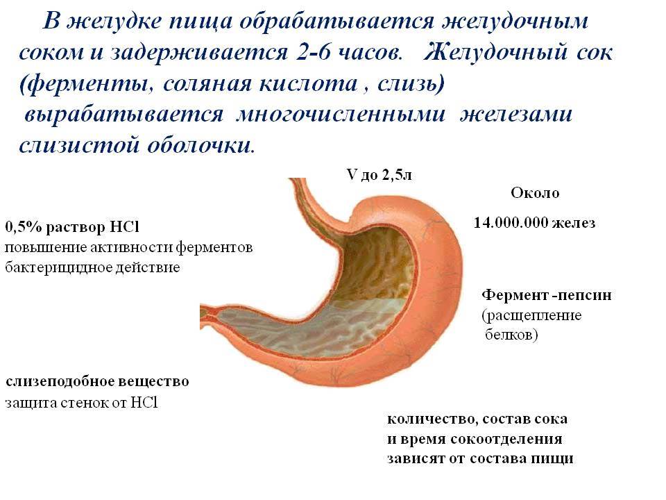 Слизистая желудка вырабатывает. Желудочный сок строение желудка. Структура которая вырабатывает желудочный сок. Строение желудка и строение желудочного сока. Состав желудочного сока анатомия.