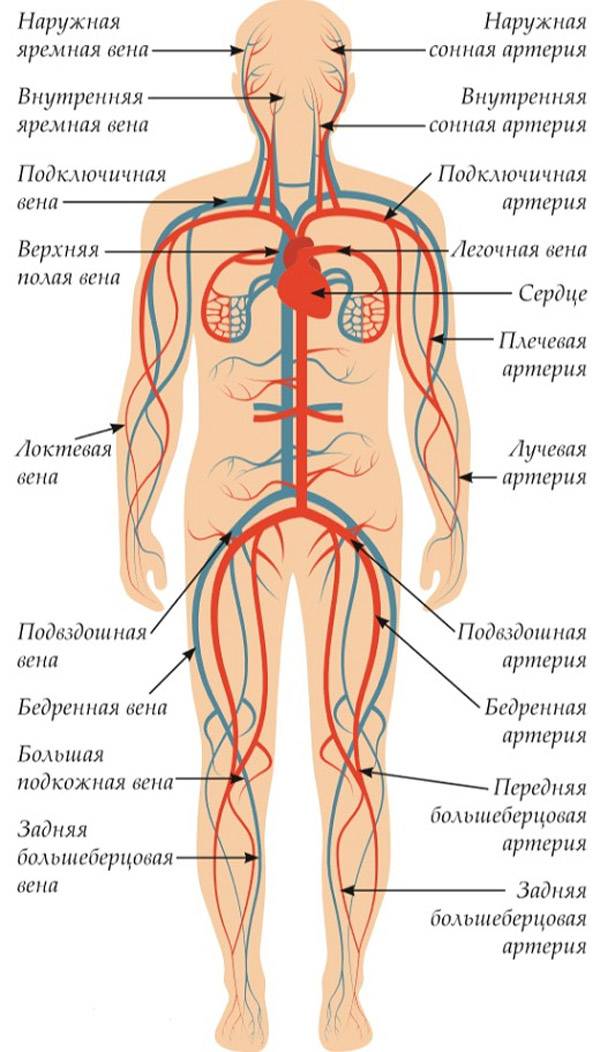 Артерии и вены тела. Артериальная и венозная система человека анатомия. Расположение кровеносной системы у человека схема. Артериальная система человека магистральные сосуды. Артериальная система человека схема.