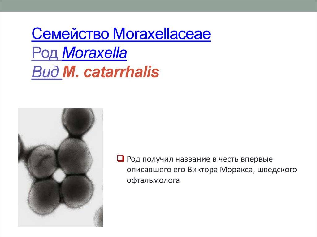 Moraxella catarrhalis - moraxella catarrhalis - qaz.wiki