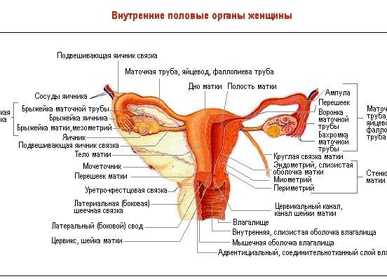 Строение и анатомия матки женщины: описание, особенности