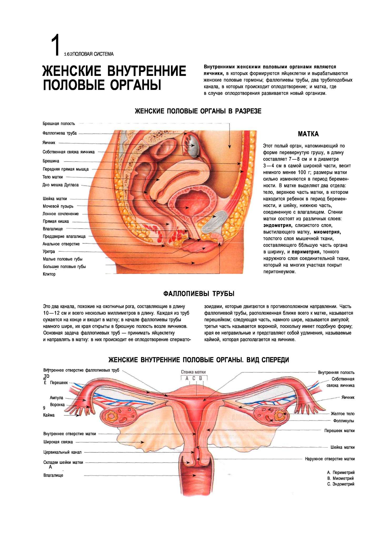 Строение матки женщины – как выглядит орган внутри тела?