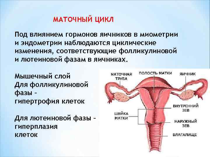 Вторая фаза менструального цикла и особенности ее течения
