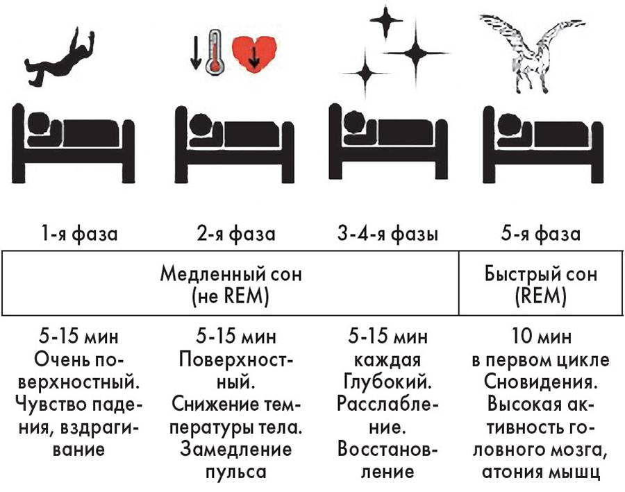 Фазы сна: их значение и влияние на здоровье человека