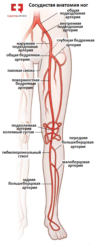 Статья артерия жизни по дну чего. Схема аритерии нижней конечностей. Артерии нижних конечностей схема. Кровоснабжение нижней конечности схема. Внутренняя подвздошная артерия анатомия.