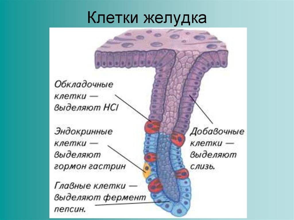 Железистые клетки эпителия в тканях желудка что вырабатывают