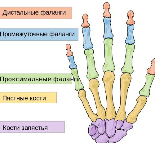 Лучезапястный сустав: строение (анатомия), функции и заболевания