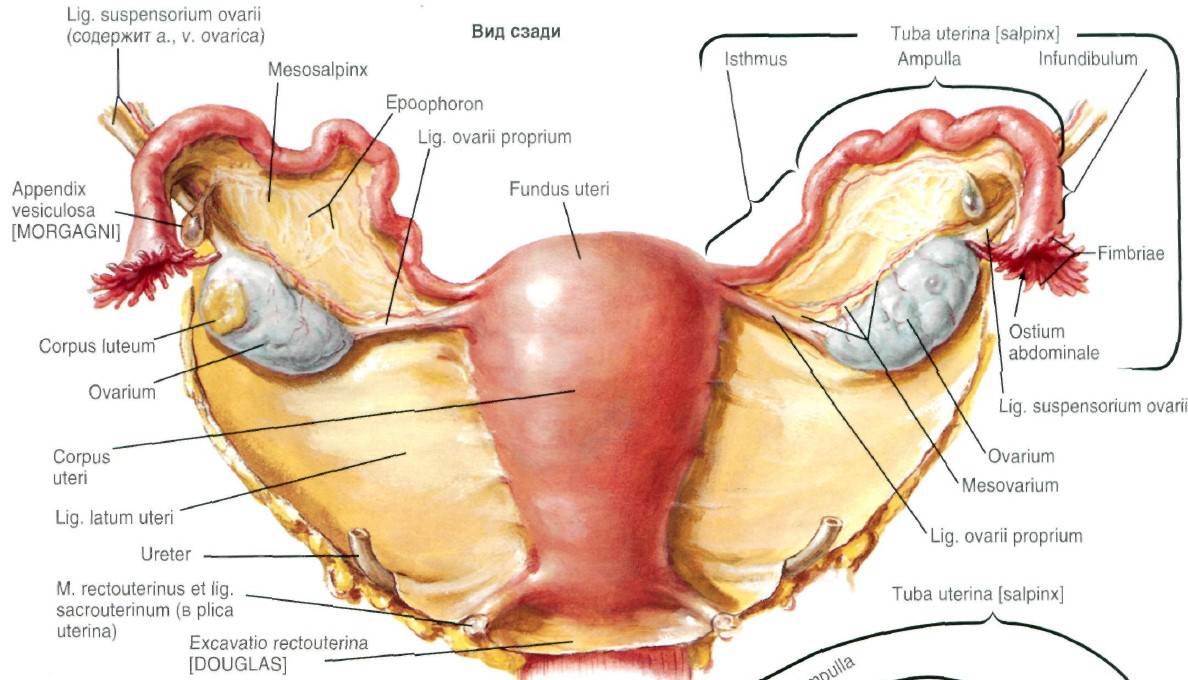 Матка: строение, анатомия, фото. анатомия матки, маточных труб и придатков