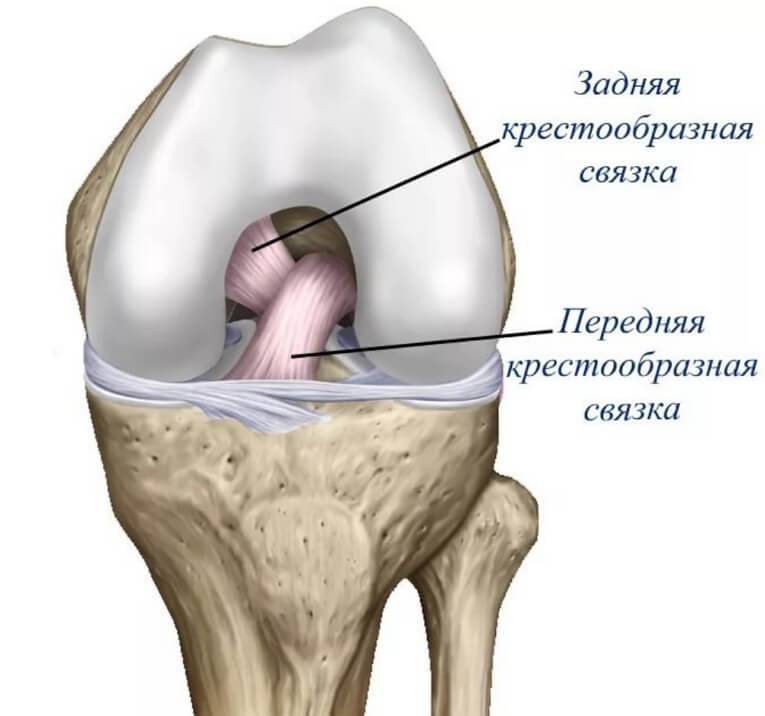 Разрыв крестцов. Передняя крестообразная связка коленного сустава анатомия. Крестообразные связки колена анатомия. ПКС (передняя крестообразная связка). Разрыв ПКС коленного сустава.